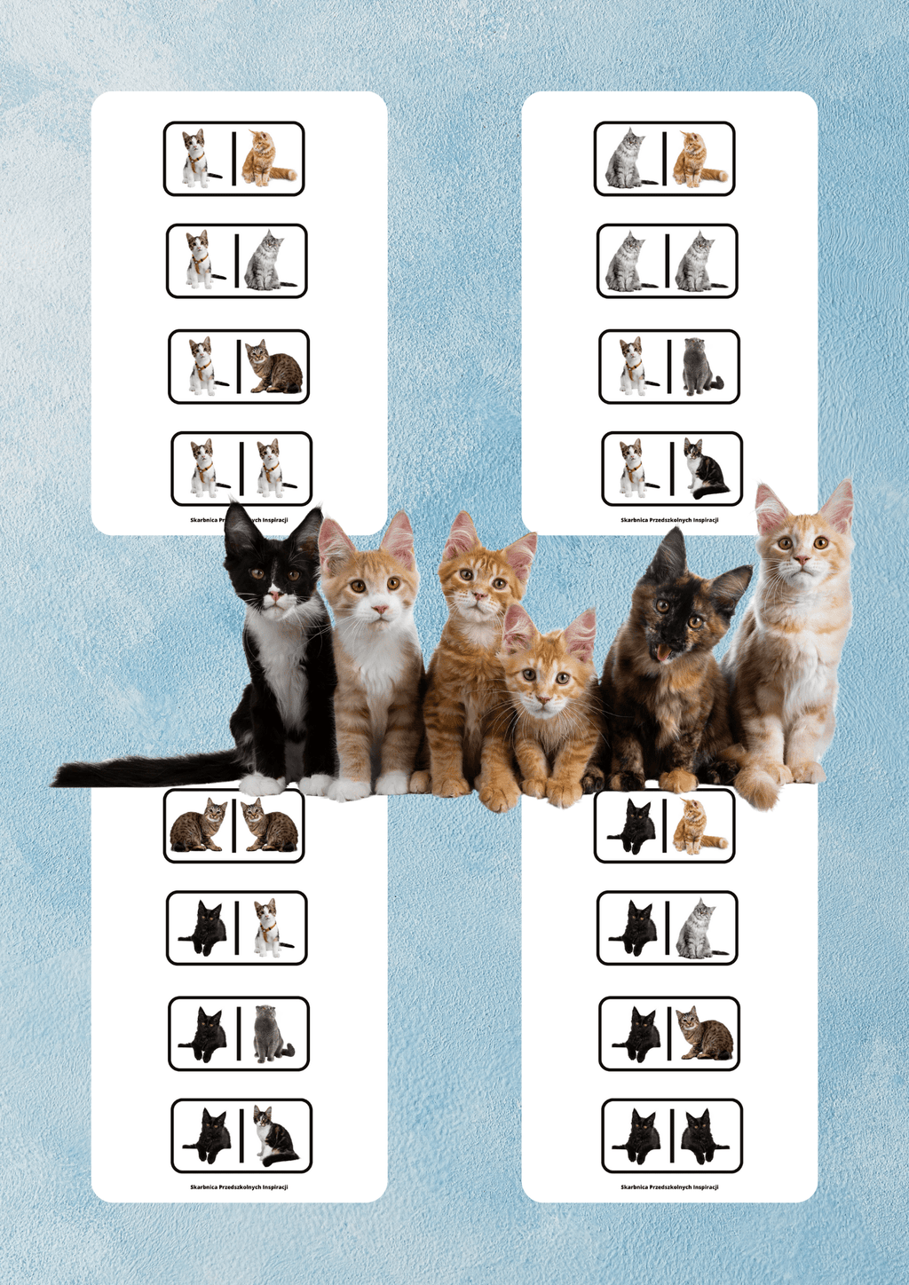 Domino - Rasy kotów - edu - skarbnica.pl