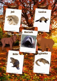 Plansze - Zwierzęta leśne