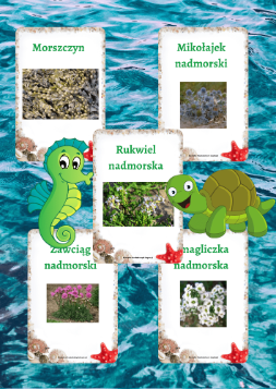 Morski - starszaki