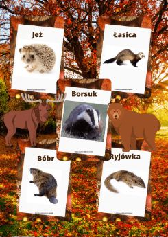 Plansze - Zwierzęta leśne PDF dla dzieci - edu - skarbnica.pl